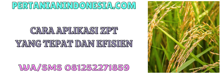 cara,aplikasi,zat pengatur tumbuh,dosis,pertanian indonesia